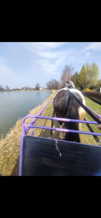 PILNE Wszechstronny kuc cygański klacz tinker gypsy irish cob + FLEXINEB