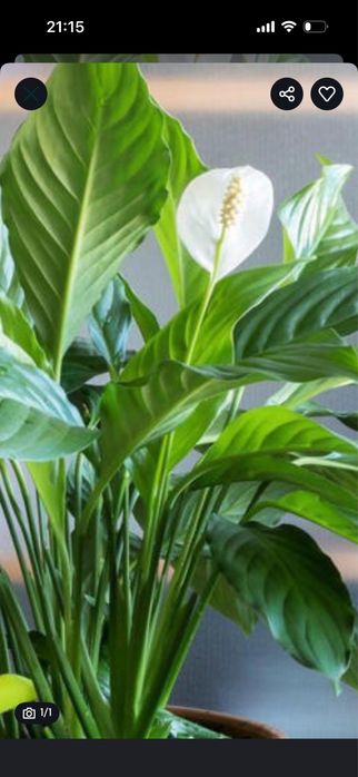 Skrzydłokwiat piękny biale kwiatki