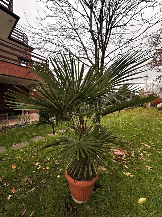 Palma mrozoodporna Trachycarpus fortunei