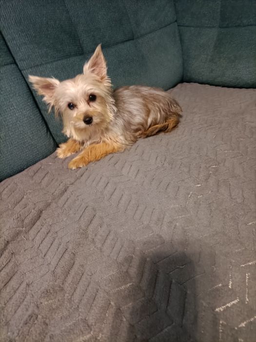 Yorkshire terrier sunia
