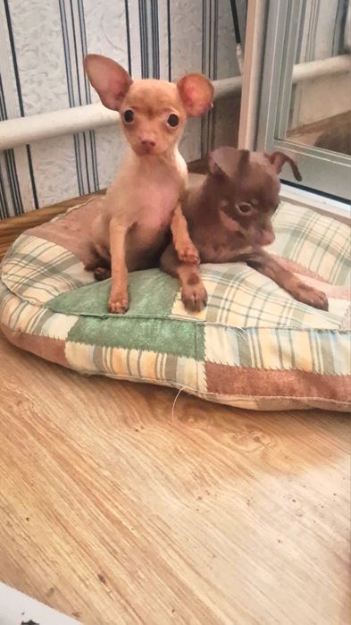 Девочка красотулечка