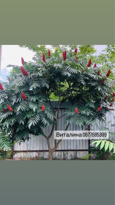 Саженцы уксусного дерева/ сумах оленигорий