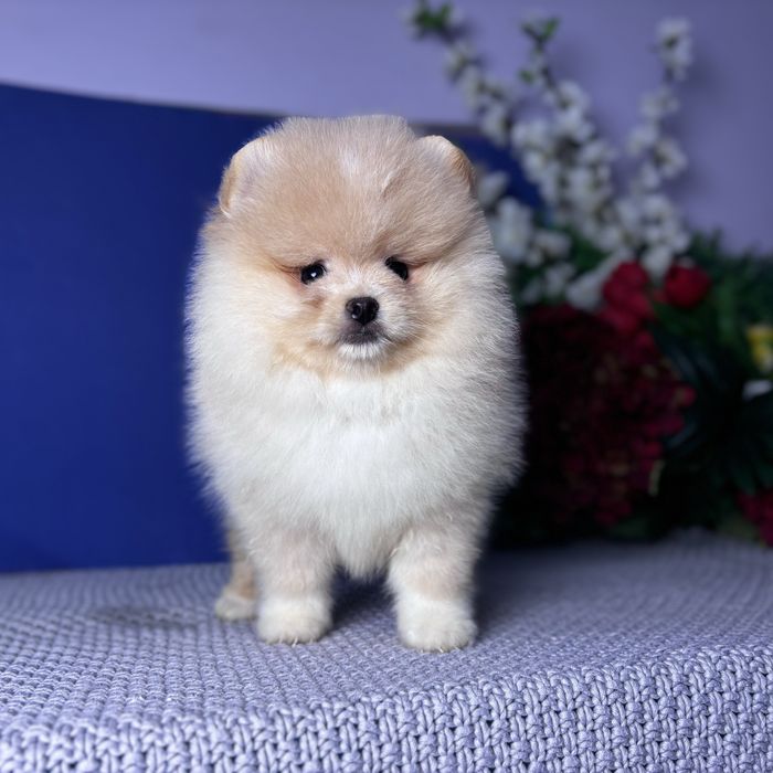 ляльковий Ведмедик шоу классу