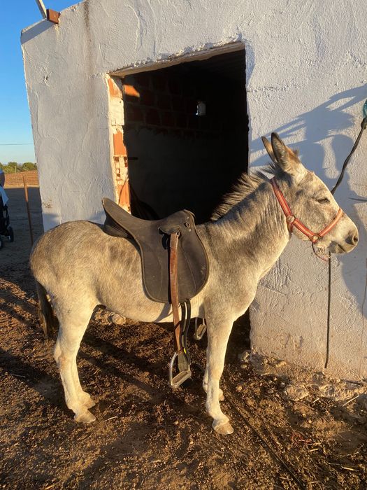 Vendo burro anão muito mansinho