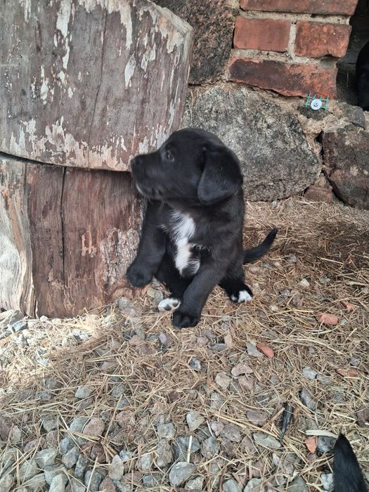Pieski do adopcji mieszanka collie z labradorem  for free
