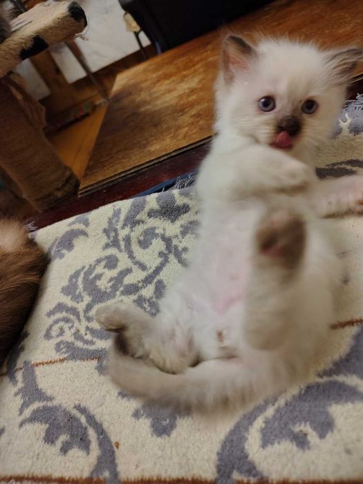 Невский маскарадный котёнок