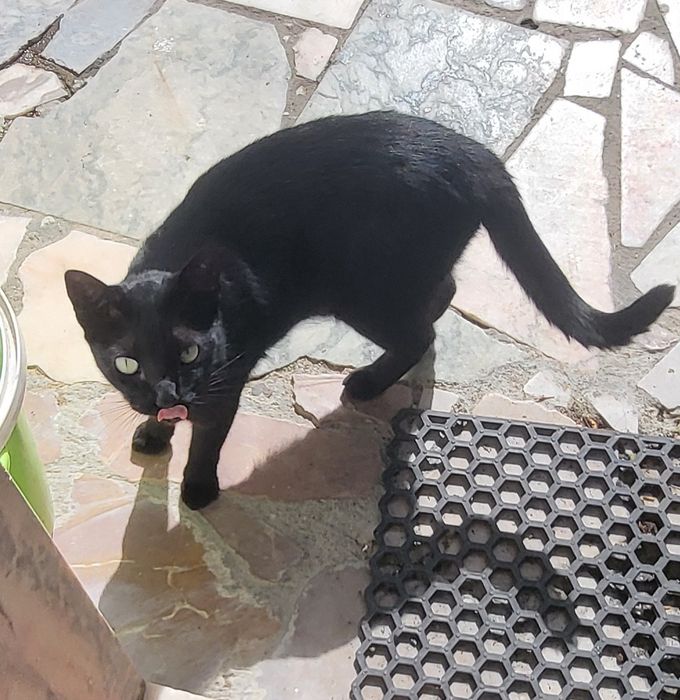 Gatinha para adoção