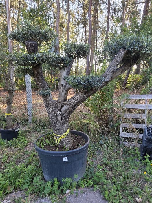 Oliveiras de vários portes / Bonsai
