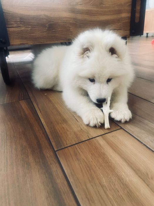 Samoyed szczeniak piesek gotowy do odbioru