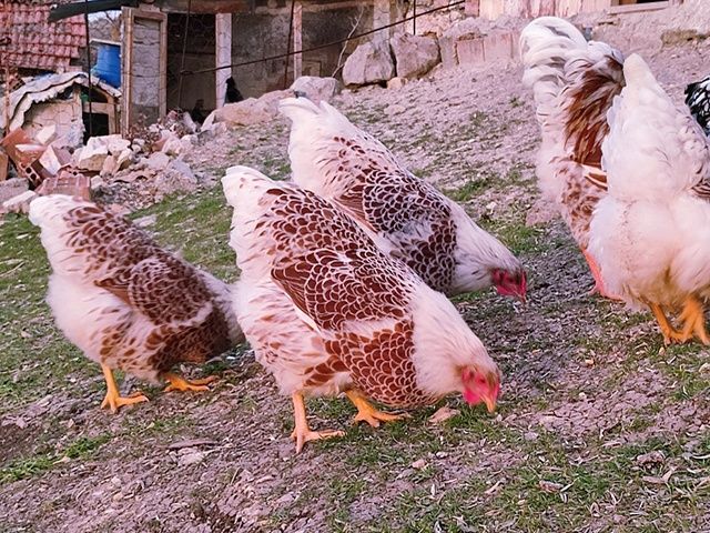 Яйце інкубаційне. Віандот: блакитне золото, біле золото,срібло.Курчата