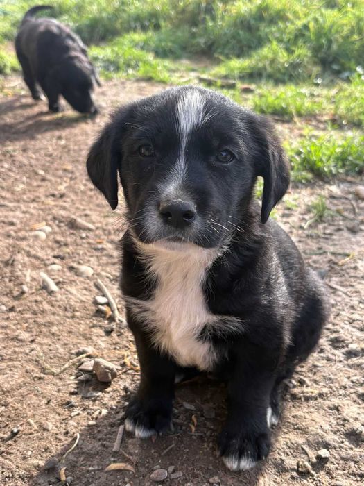 Dou cães bebés cruzados