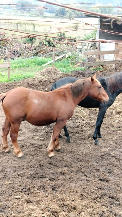 Cavalo Hispano / Bretão
