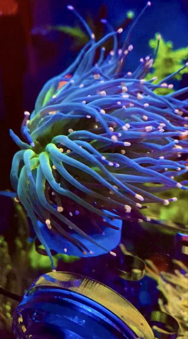 Морские кораллы