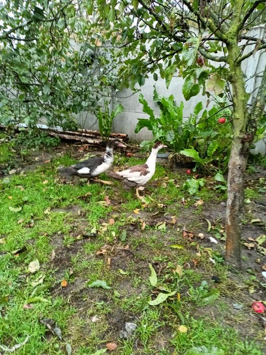 Sprzedam kaczory francuskie