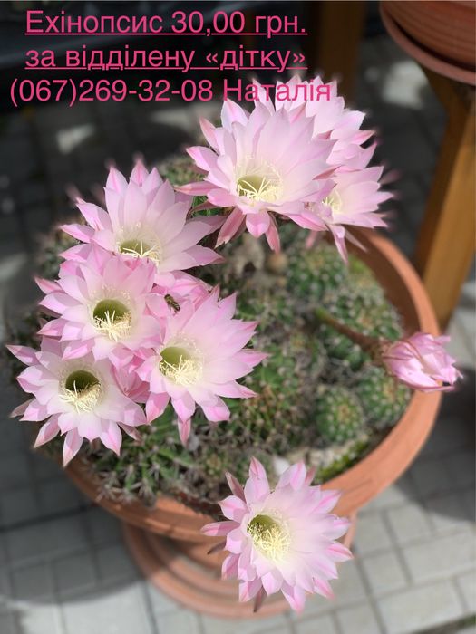 Кактус. Кактуси. Насіння кактусів.