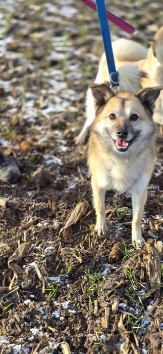 Amur i Bianca szukają wspólnego domu