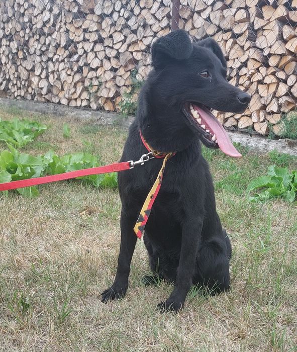 Kodi pies do adopcji