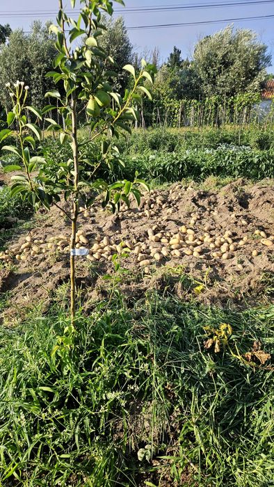 Batata mona lisa Nova ( saco 20 kg)