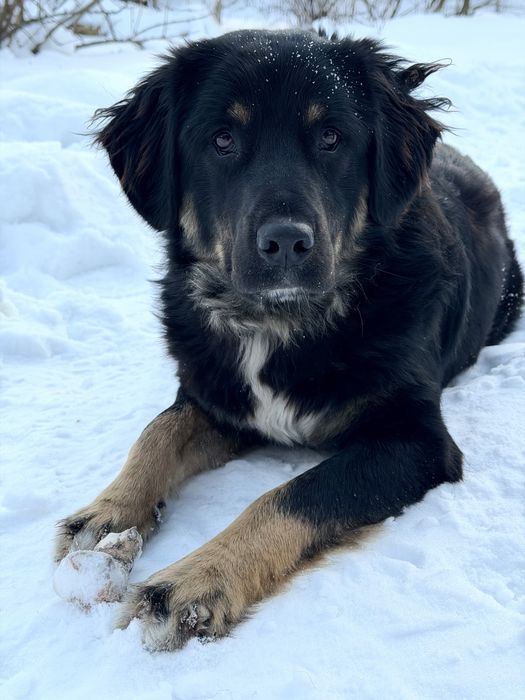 Метис ротвейлера, хлопчик. БЕЗКОШТОВНО