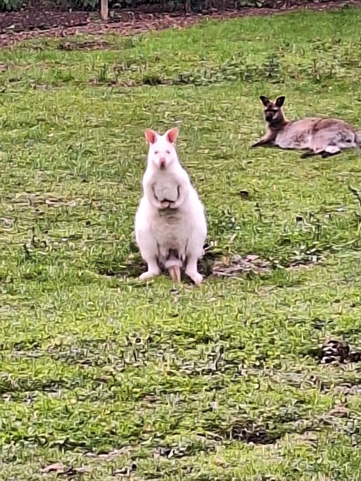 Kangur Wallaby beneta