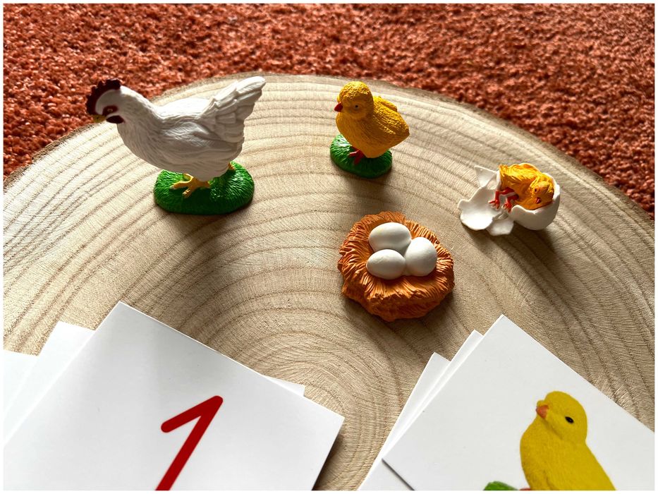 Ciclo de Vida - Galinha - Montessori