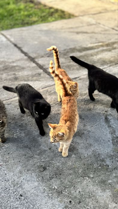 Котики у добрі руки