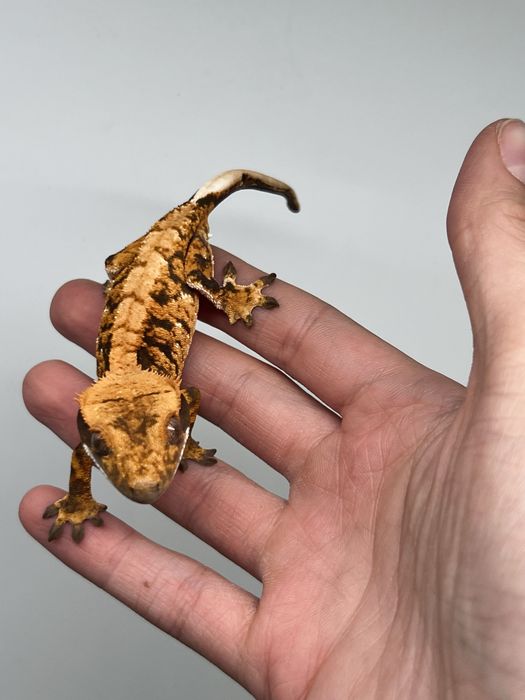 Extreme harlequin piękny samiec możliwe terrarium