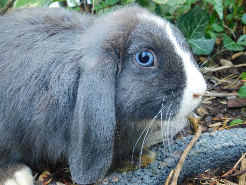 Niebieskie baranki mini lop