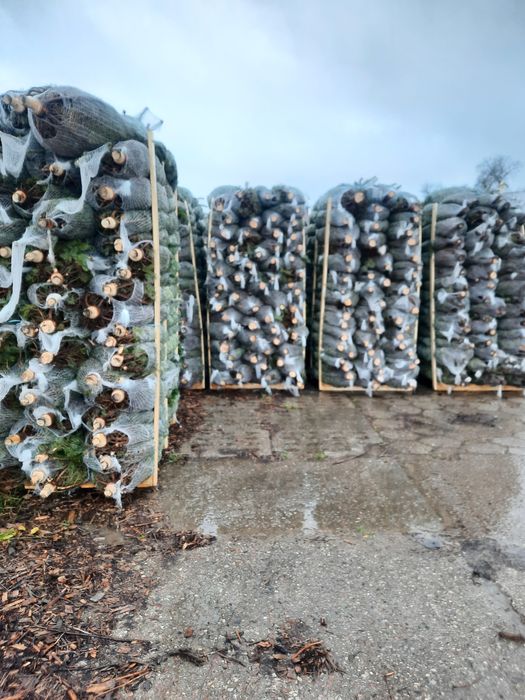 ***JODŁA KAUKASKA *** POLSKA świerk pospolity