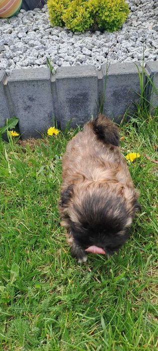 Wyjątkowe Szczeniaki Shih-tzu