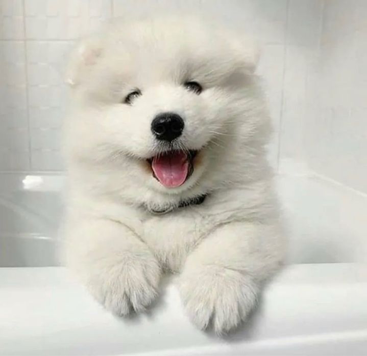 Samoyed już do odbioru