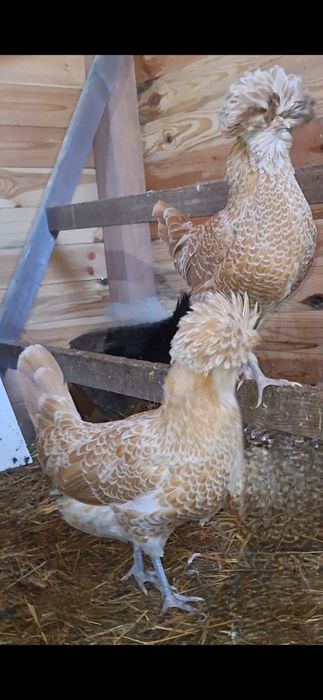 Kogut, jajka,  legbar cream,  czubatka polska czarna i wielbłądzia