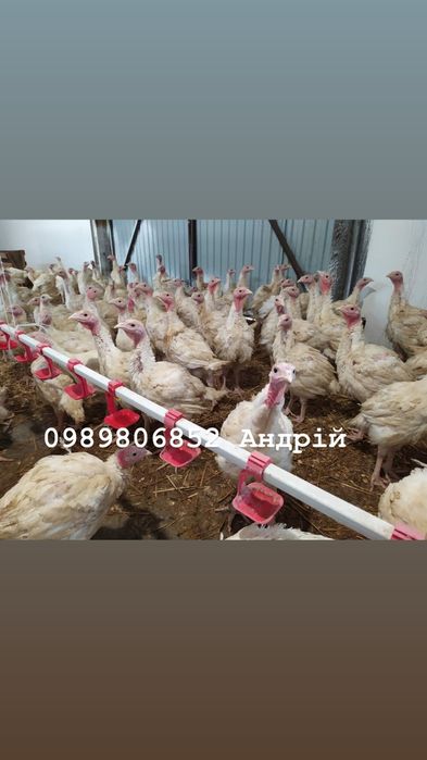 Індик (індичата Біг-6)підрощенні