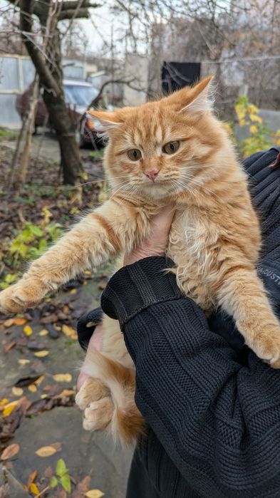 Котёнок котик Рыжик