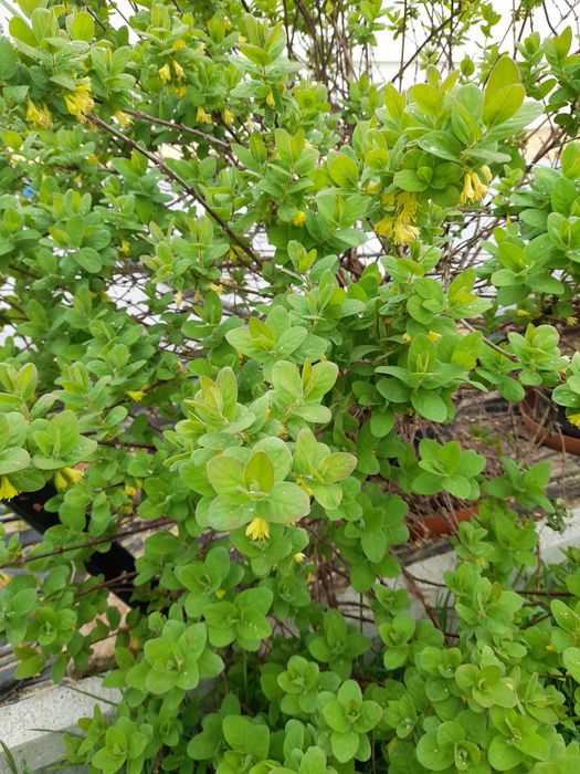 Sprzedaż Krzewów Borówki AMERYKAŃSKIEJ Z OWOCAMI