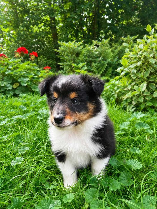 owczarek szetlandzki, owczarki szetlandzkie, sheltie, shetland sheepdog, ZKwP, FCI, piesek tricolor