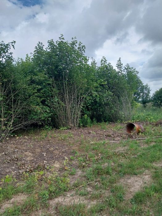 ARONIA Oddam gałęzie aronii w zamian za wycinkę