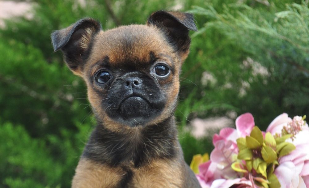 Грифон.Гриффон.Гріфон.Griffon.Брабансон.