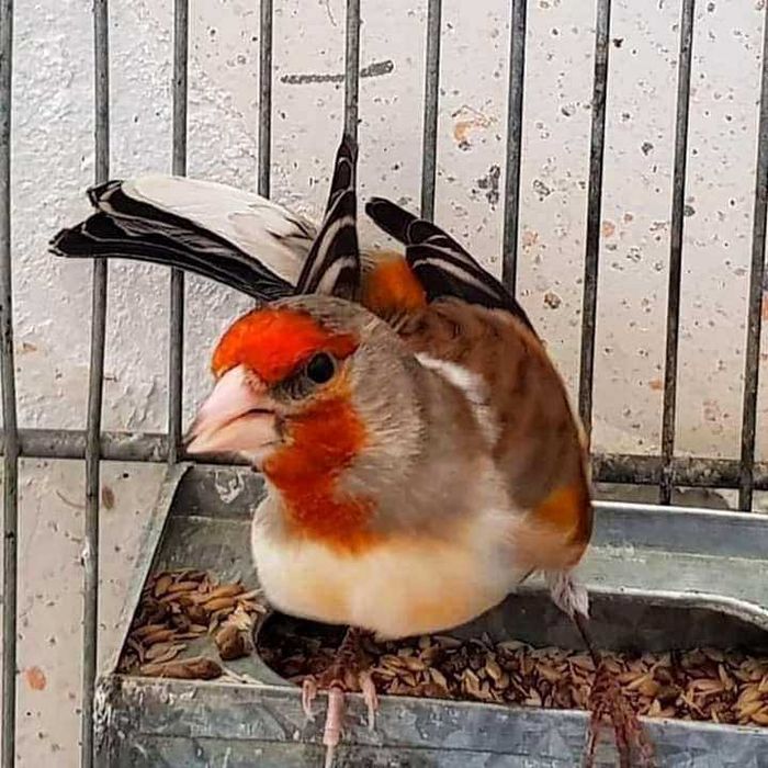 Mestiço pintassilgo anilhados