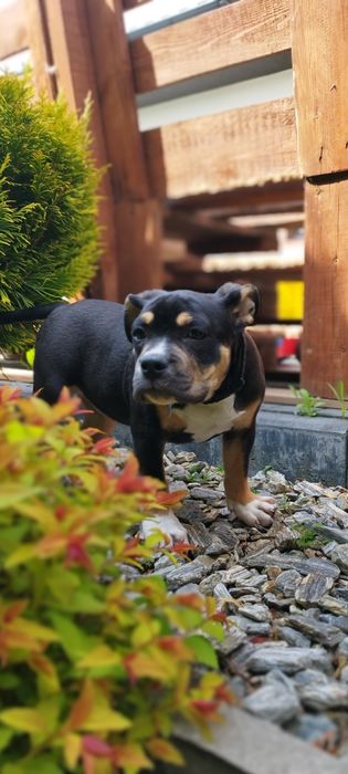 American Bully suczka