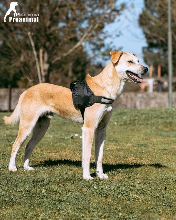 MANCHINHAS - Cãozinho para Adoção!