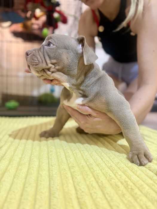 Piesek American Bully lilac tri