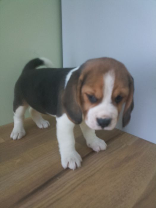 Suczka Beagle Tricolor