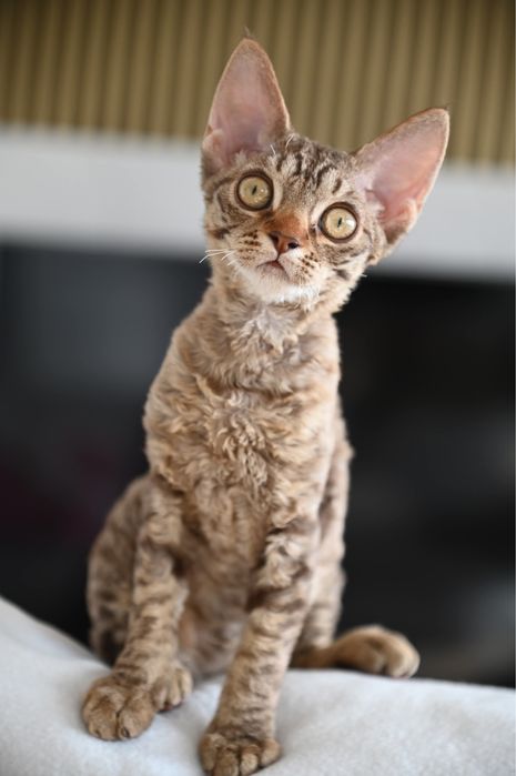 Koteczka Devon Rex
