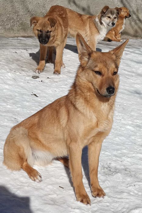 Шукає дім невеличка собачка цуценя щенок песик Безкоштовно