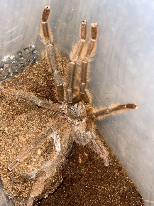 Phormingochilus sp. Sabah Blue samiec