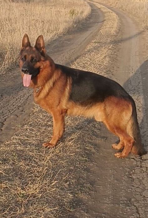 Щенки немецкой овчарки