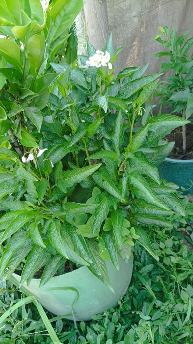 Tenho estes vasos  de pêra/ melão
