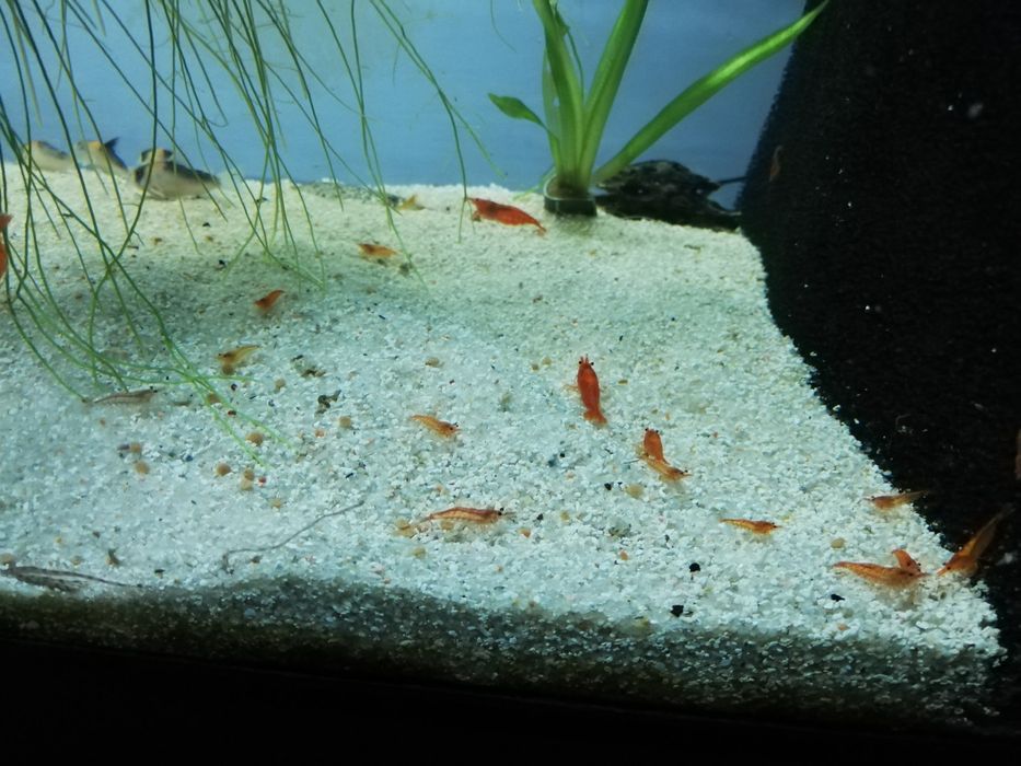 Aquário Camarões red cherry