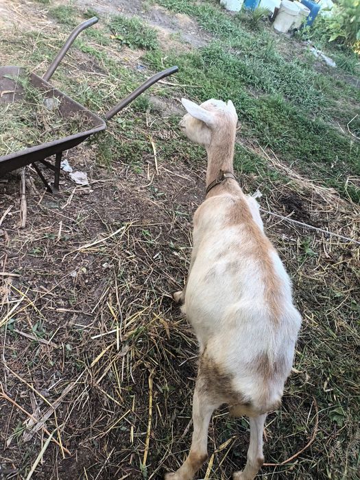 Casal de cabras irmãos